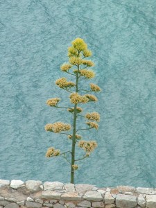 plant-in-the-sea-1402506-639x852