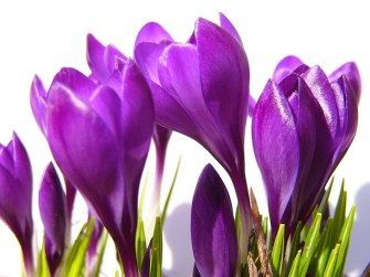 crocus-on-white1-1315818-640x480