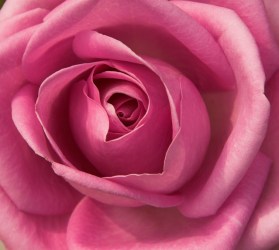 pink-rose-1398899-639x574 (1)